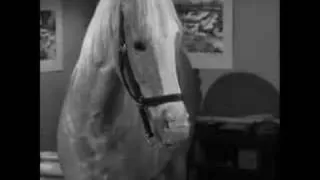 Mr. Ed Speaks the Truth