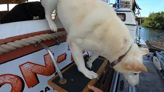 The Great Loop 011 How do I Deal with Dogs on a Boat