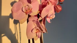 Орхидея Фаленопсис "Рим"💖💖💖 Phalaenopsis Orchid "Rome"