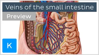 Veins of the small intestine (preview) - Human Anatomy | Kenhub