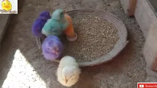 colourful chicks care tips-petscare