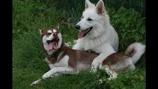 Biały owczarek Heidi i przyjaciele. White Swiss Shepherd and friends.