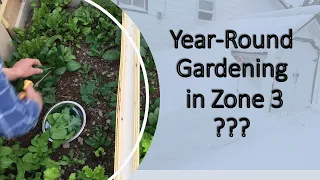 Can you GARDEN YEAR-ROUND in Zone 3? Why I moved my COLD FRAME.