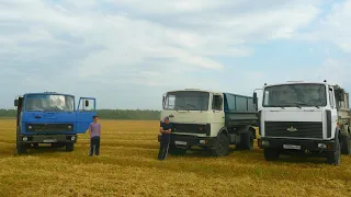 Ожидание влажности зерна. Работа на МАЗ-5551. Убирают: Палессе, Дон, Акрос, СК-5 "Нива".