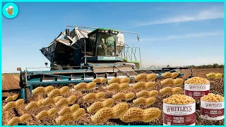 How Peanut Butter Is Made, Peanut Harvesting And Processing | Modern Agriculture