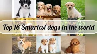 Top 18 Smartest dogs in the world