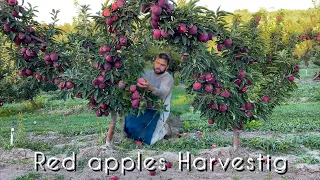 An organic Apple Farm Looks Awsome Así es una buena cosecha de manzana Roja