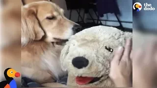 Golden Retriever Dog Gets Jealous Of Stuffed Dog | The Dodo