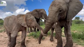 Is Albino Elephant, Khanyisa Jealous or Does She Just Want to Play? You Tell Us! 🐘