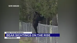 Bear sightings on the rise in East Tennessee