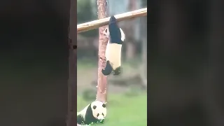 This panda does the best pull-ups 😮