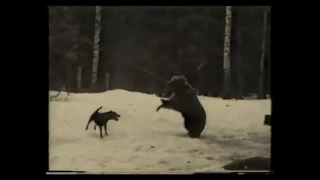 Jagdterrier vs Bear 100% real video