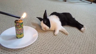 Rabbit Waking a sleeping rabbit with a firecracker