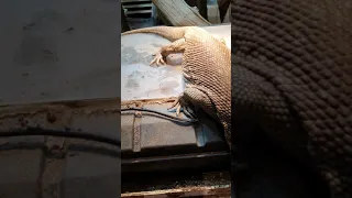 Varanus Exanthematicus - Adult female Erica eating vacuum sealed scorpion 🦂