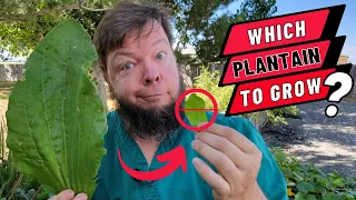 The Best Plantain Species For Your Medicinal Garden