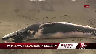 Dead whale washes ashore in Duxbury