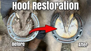 Before & After - Super Satisfying Cob Hoof Restoration - ASMR - Farrier - Horse Shoeing