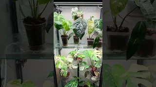 Ikea Greenhouse Cabinet Milsbo Cleaning and Stylizing!