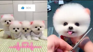 Cute Pomeranian Puppies Doing Funny Things 😍🐶| Funny Puppy Videos #1m Compilation