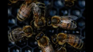 Как не ругаться с соседями из за пчёл ?