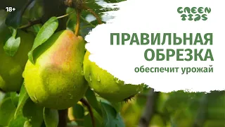 Правильная обрезка груши весной.  Мастер класс