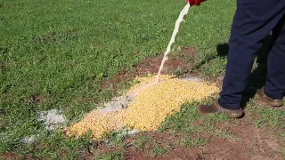 DIY  HOG BAIT!!!