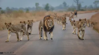 Mega Lion Pride Blocking the road in the Kruger National park