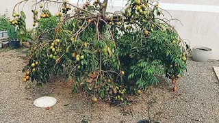 Pé de Caja - Manga Carregado e um pé de Jabuticaba anã