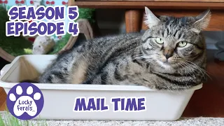 Mail Time - S5 E4 - Cat Videos Vlog