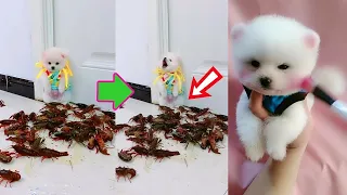 Chó Phốc Sóc Mini 😍 Funny and Cute Pomeranian #86 Part 9 #shorts