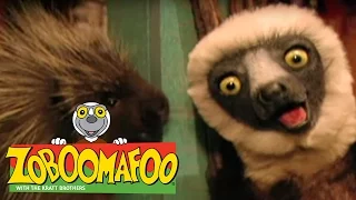 🐒 Zoboomafoo 🐒 118 | Feeling Good - Full Episode | Kids TV Shows