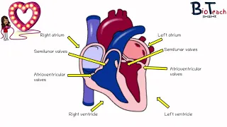 Cardiac Cycle A level Biology and BTEC Science - BioTeach