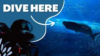 Dive the Oregon Coast Aquarium!
