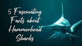 5 Fascinating Facts About Hammerhead Sharks