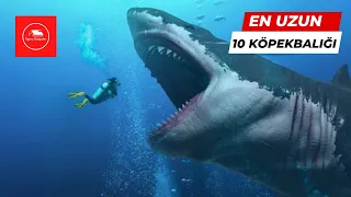 En Uzun Boylu 10 Köpekbalığı Türü