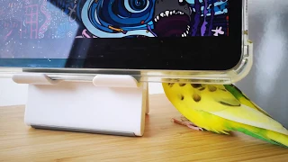 Budgie hiding and rapping セキセイインコの隠しラップ 虎皮鹦鹉躲起来rap