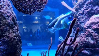 A Day as A Mermaid in Jakarta Aquarium 🧜🏼‍♀️💙