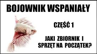 Bojownik Wspaniały - cz. 1 - Jakie wybrać akwarium i sprzęt?