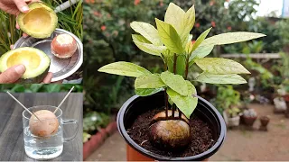 Grow Avocado plant from seed at home | एवोकाडो का पौधा घर पे उगाएं आसानी से