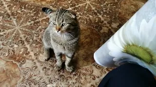 Как кот Сеня просит кушать/Butch cat chooses sausage.