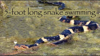 5-foot long snake swimming freely in a lake 🐍