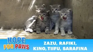 Lion kings and queens born in a storm drain - rescuer leaves screaming! #kitten