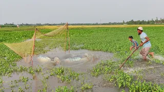 Amazing net fishing video - Best traditional net fishing video by village people (Part-23)