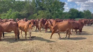 Meduna Estates Red Cows