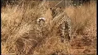 Leopard Capture - South Africa Travel Channel 24