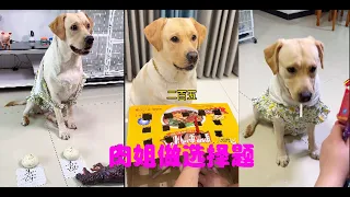 狗子智商太高很烦恼啊#拉布拉多犬 #拉布拉多 #神犬 #狗狗