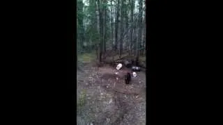 saskatchewan bear hunt 2012