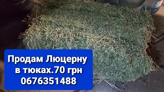 Продам ЛЮЦЕРНУ в тюках.0676351488 Павлоград,Днепр.