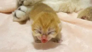 Baby kitten is meowing and crawling to find mom cat