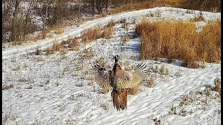 Late Season Pheasant Hunting with ShotKam - Peaceable Hill Farm in Shoreham, Vermont